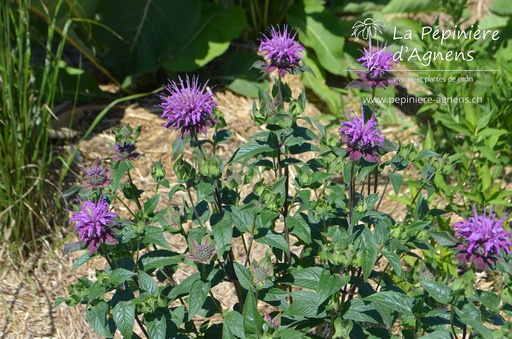 Monarda hybride 'Scorpion'