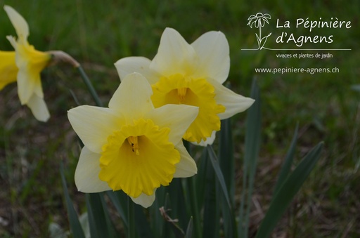 Narcissus Grp. trompette 'Las Vegas'