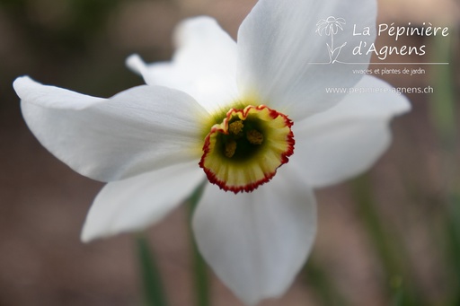 Narcissus poeticus var. recurvus