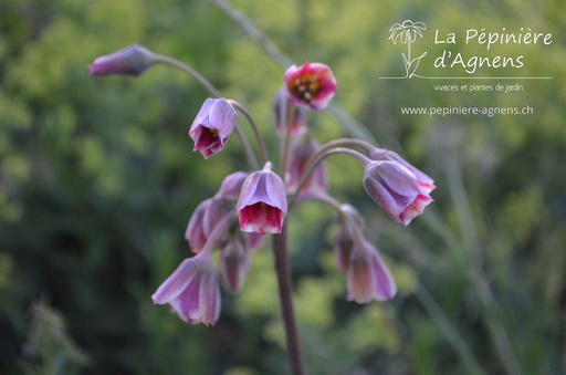 Nectaroscordum siculum ssp. bulgaricum