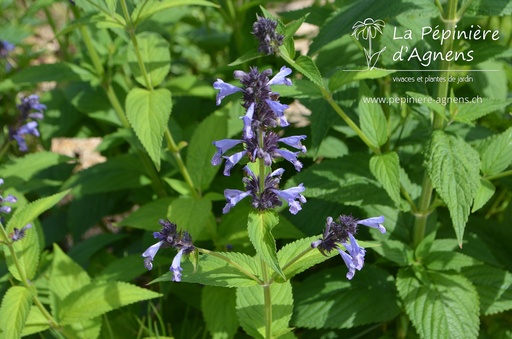 Nepeta manchuriensis 'Manchu Blue'