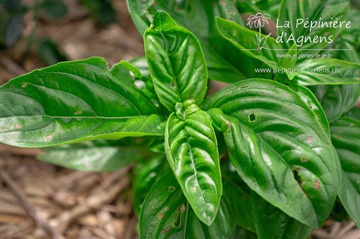 Ocimum basilicum 'Genoveser'