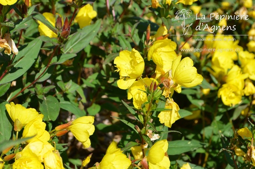 Oenothera fruticosa 'Sonnenwende'