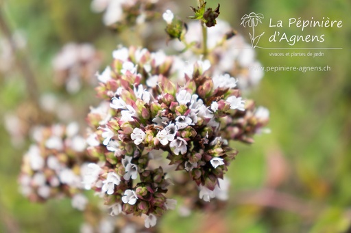 Origanum laevigatum 'Herrenhausen'