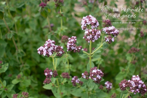 Origanum vulgare