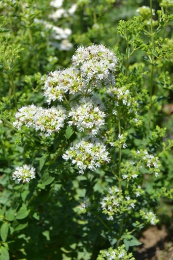 Origanum hirtum ssp. hirtum