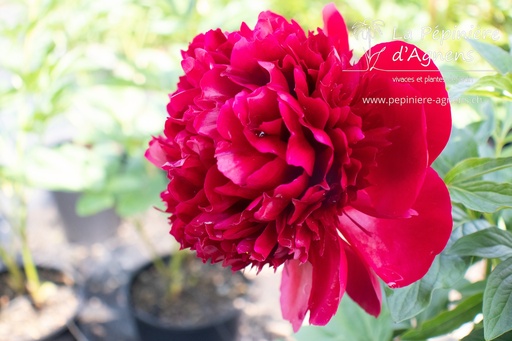 Paeonia lactiflora 'Red Charm'