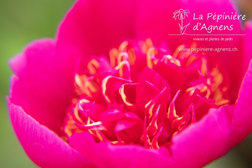 Paeonia officinalis 'Anemoniflora'