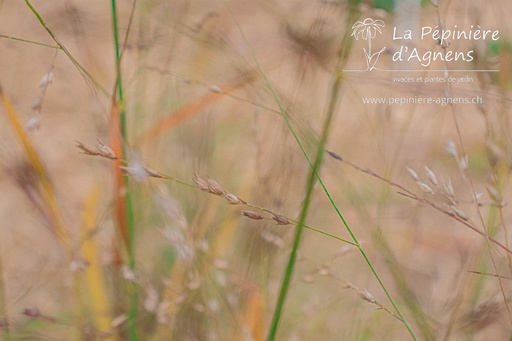 Panicum virgatum 'Rotstrahlbusch'