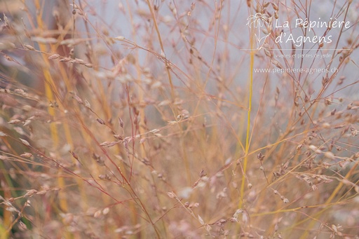 Panicum virgatum 'Shenandoah'