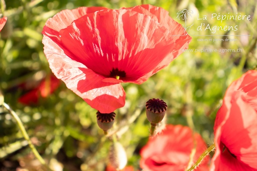 Papaver rhoeas