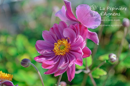 Anemone hybrida (x) 'Pamina'