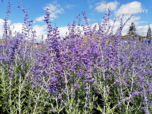 Perovskia atriplicifolia 'Little Spire'