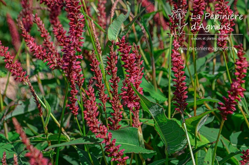 Persicaria amplexicaulis 'Blackfield'