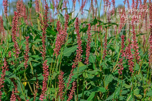 Persicaria amplexicaulis 'Orange Field'