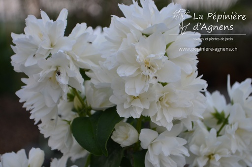 Philadelphus virginalis 'Schneesturm'