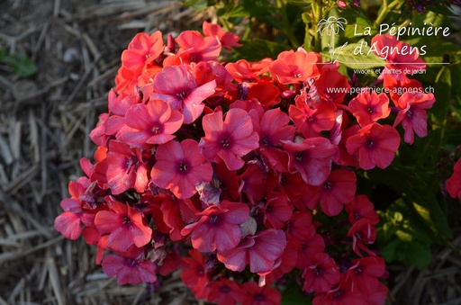 Phlox paniculata 'Orange Perfection'