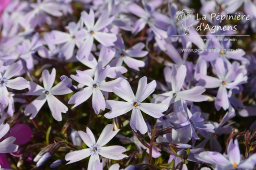 Phlox subulata 'Emerald Cushion Blue'