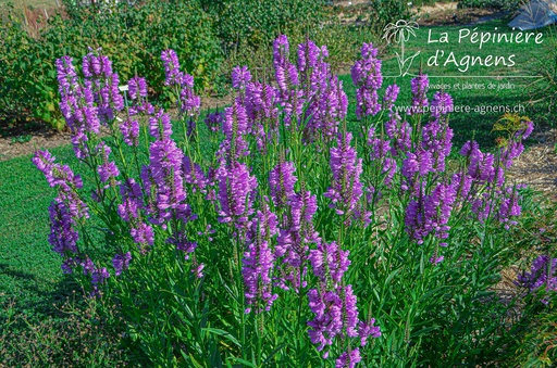 Physostegia virginiana 'Red Beauty'