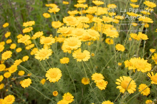 Anthemis tinctoria