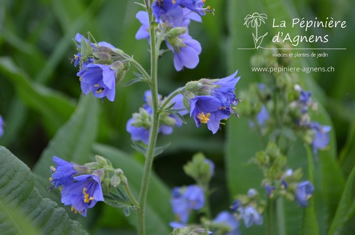 Polemonium caeruleum