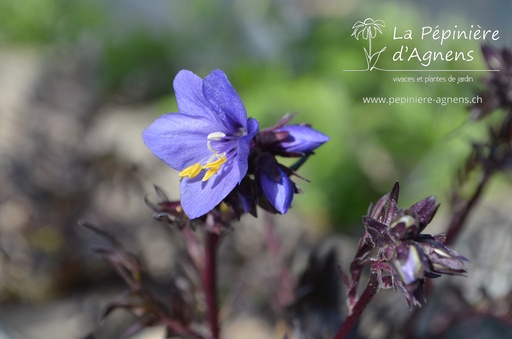 Polemonium hybride 'Bressingham Purple'