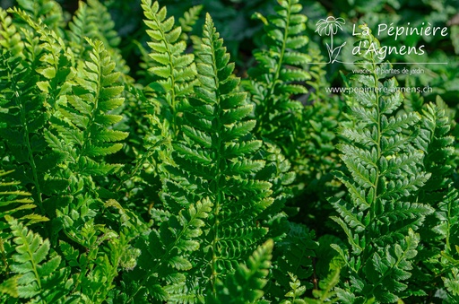 Polystichum aculeatum