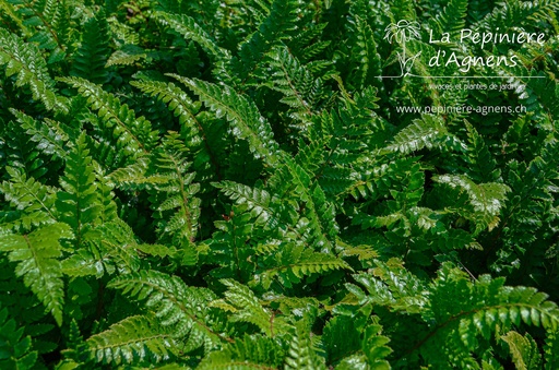 Polystichum polyblepharum