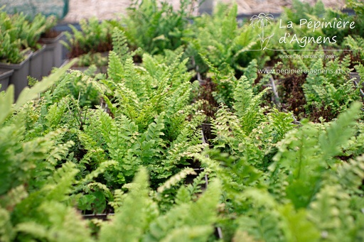 Polystichum setiferum