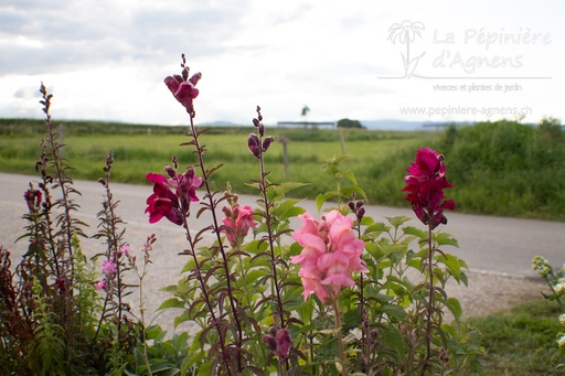 Antirrhinum majus