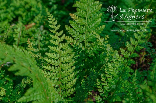 Polystichum setiferum 'Herrenhausen'