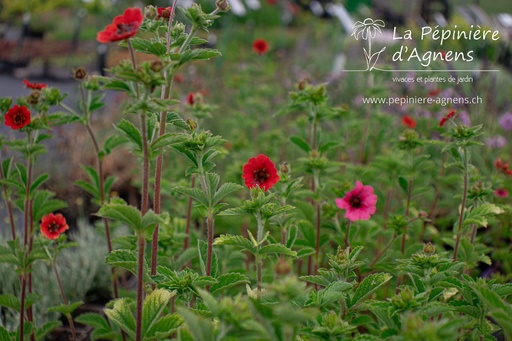 Potentilla hybride 'Gibson's Scarlet'