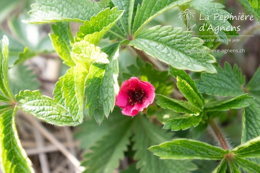 Potentilla nepalensis 'Miss Willmott'