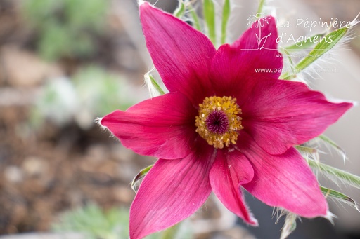 Pulsatilla vulgaris 'Rote Glocke'