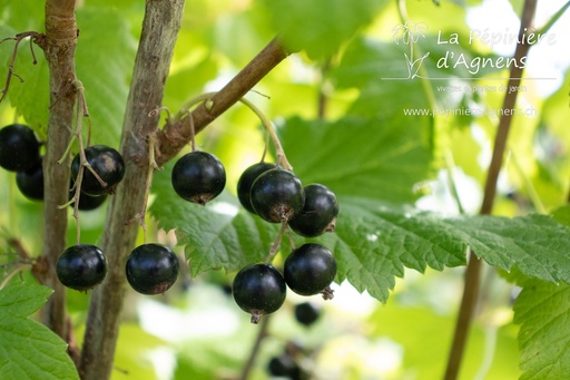 Ribes (2) nigrum 'Titania'