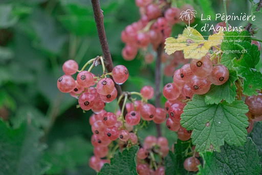 Ribes (3) rubrum 'Gloire des Sablons'