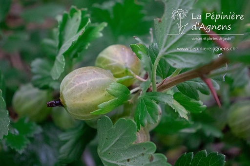 Ribes (4) uva-crispa 'Mucurines'