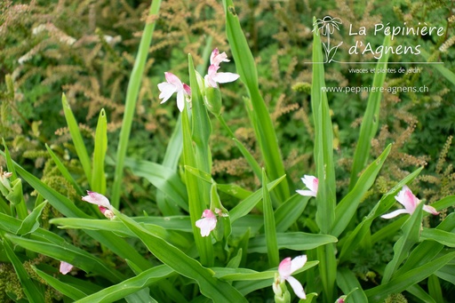 Roscoea scillifolia