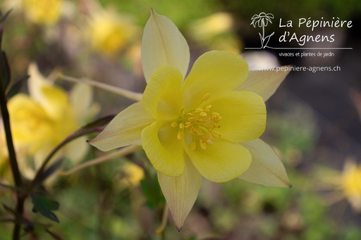 Aquilegia chrysantha 'Yellow Queen'