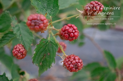 Rubus (1) fruticosus 'Loch Ness'