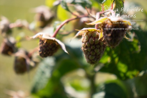 Rubus (2) idaeus 'Enrosadira'