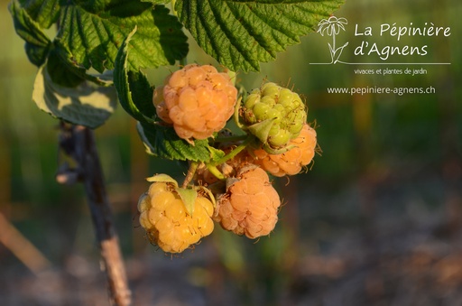 Rubus (3) idaeus 'Herbstgold'