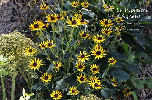 Rudbeckia fulgida 'Little Goldstar'