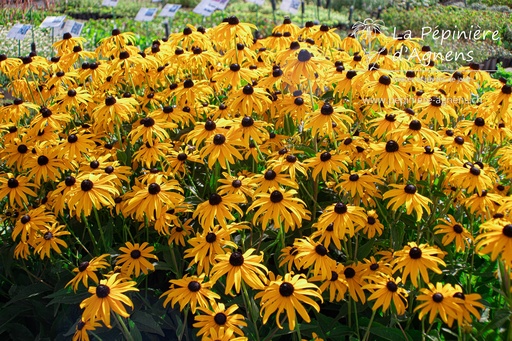 Rudbeckia fulgida var. sullivantii 'Goldsturm'