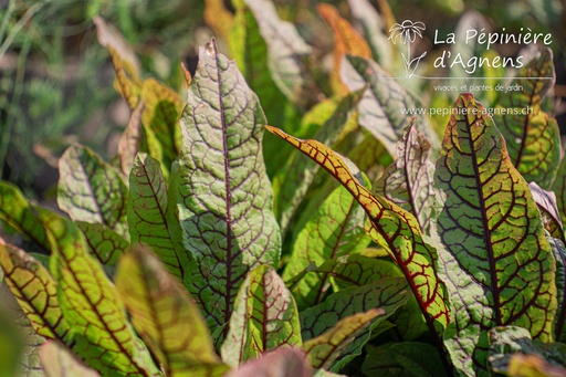 Rumex sanguineus var sanguineus