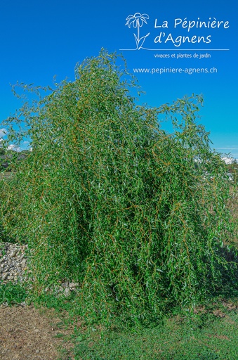 Salix erythroflexuosa