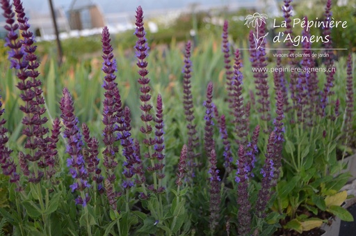 Salvia nemorosa 'Ostfriesland'