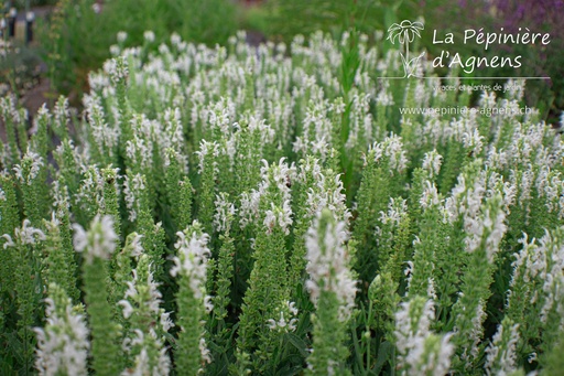 Salvia nemorosa 'Schneehügel'