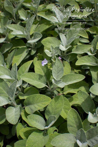 Salvia officinalis 'Berggarten'