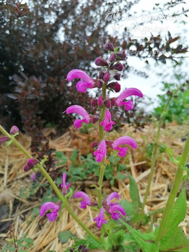 Salvia pratensis 'Sweet Esmeralda'